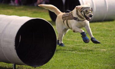 Mexican search and rescue dog Frida performs at the headquarters of the Mexican Navy in Mexico City in October of 2017.