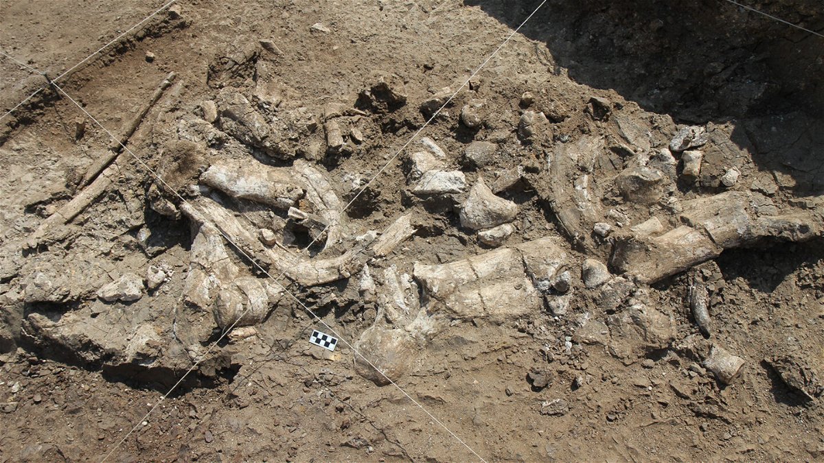 <i>T.W. Plummer/Homa Peninsula Paleoanthropology Project</i><br/>Fossil hippo skeleton and stone tools are shown in July 2016 at the Nyayanga site in Kenya.