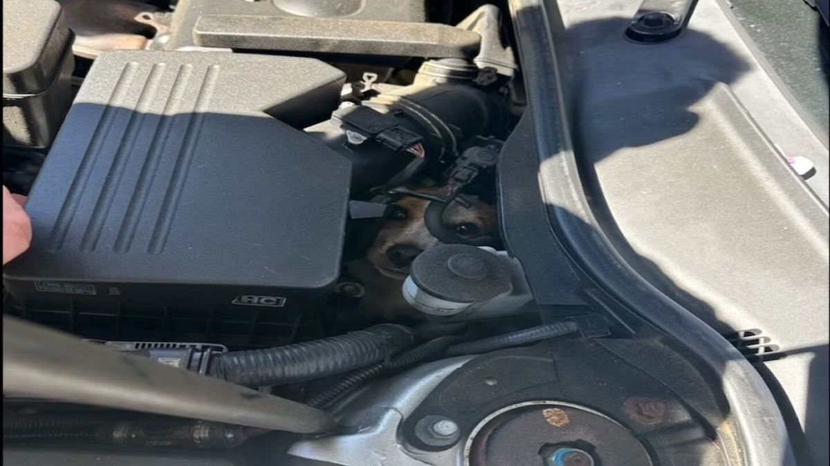 <i>Marietta Fire Department/WANF</i><br/>Officials say Engine 54 responded to a service call for “a dog that was stuck in the engine compartment of a vehicle.” A motorist said he stopped because of a dog in the middle of the road and the dog ran underneath his car.