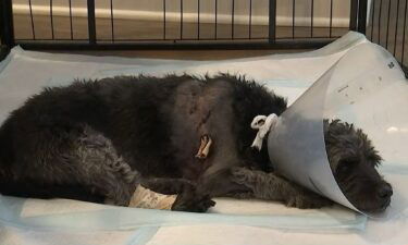 An Olathe family is crushed after an attack at a boarding facility kills one dog