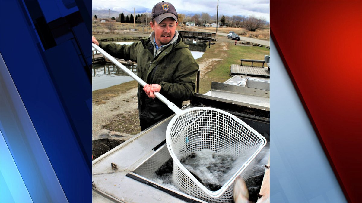Jason Jones from IDFG's Mackay Fish Hatchery stocks trout into Kids Creek Pond last spring. Over 300 trout will be stocked here in late March.