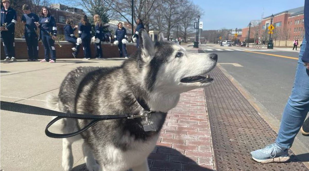 <i></i><br/>Jonathan the Husky is praying for a flight to Houston for the Final Four. The handlers for the University of Connecticut’s live mascot said he simply won’t fit on a plane.