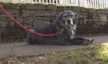 Firefighters rescued a dog after it fell into a manhole in the Sellwood neighborhood Friday morning.