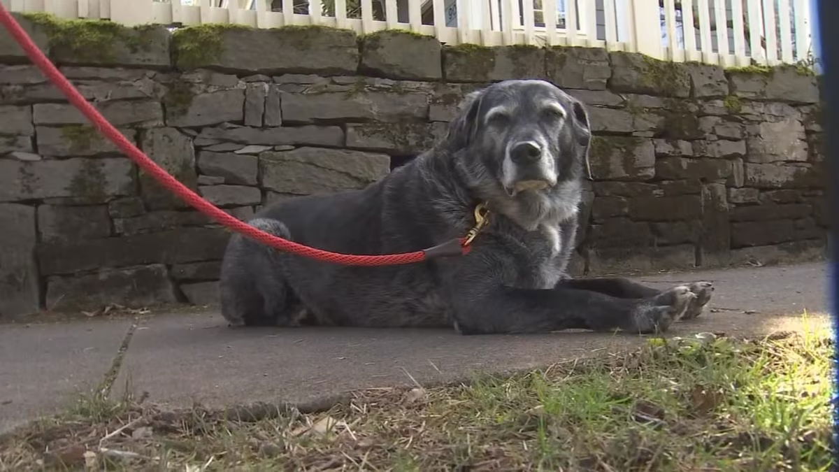 <i>KPTV</i><br/>Firefighters rescued a dog after it fell into a manhole in the Sellwood neighborhood Friday morning.