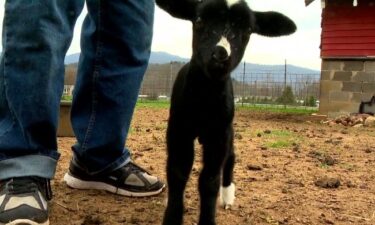 A rare feat! Quadruplet lambs -- three females and one male -- were born to a mother Katahdin ewe in Waynesville on March 3