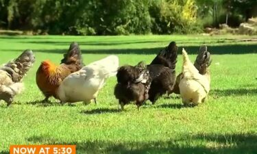 There are chickens and roosters all over yards and even some roofs in one Valley neighborhood. Many residents in the area say they enjoy it