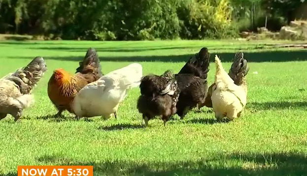 <i>KTVK/KPHO</i><br/>There are chickens and roosters all over yards and even some roofs in one Valley neighborhood. Many residents in the area say they enjoy it