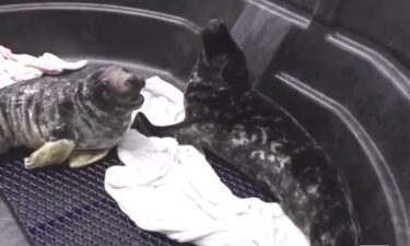 A wayward seal who once explored Cape Elizabeth during a winter storm is one of two who will be released back into the ocean. After being rescued by Marine Mammals of Maine in January