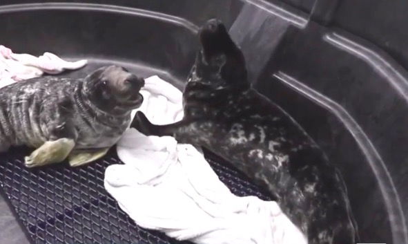 <i>WMTW</i><br/>A wayward seal who once explored Cape Elizabeth during a winter storm is one of two who will be released back into the ocean. After being rescued by Marine Mammals of Maine in January