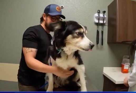 <i>KCRA</i><br/>A border collie's journey has come full circle as she recently returned to Northern California for a check-up with a veterinarian. It's all part of a greater journey involving thousands of miles from Costa Rica to the Arctic Circle.