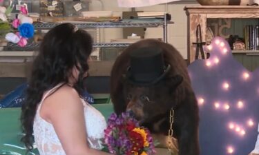 Kentucky's infamous "Cocaine Bear" is now showing off his softer side. This week