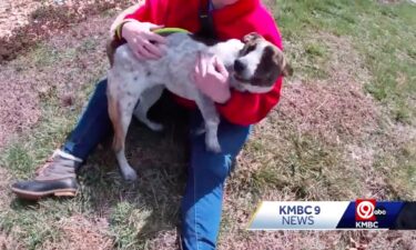 An animal rescue shelter in Spring Hill