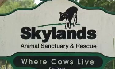 An escaped cow seen on video running through the streets of Brooklyn is getting a second chance at life following her capture. The 4-month-old calf will live at Skylands Animal Sanctuary in New Jersey after her escape from a slaughterhouse.