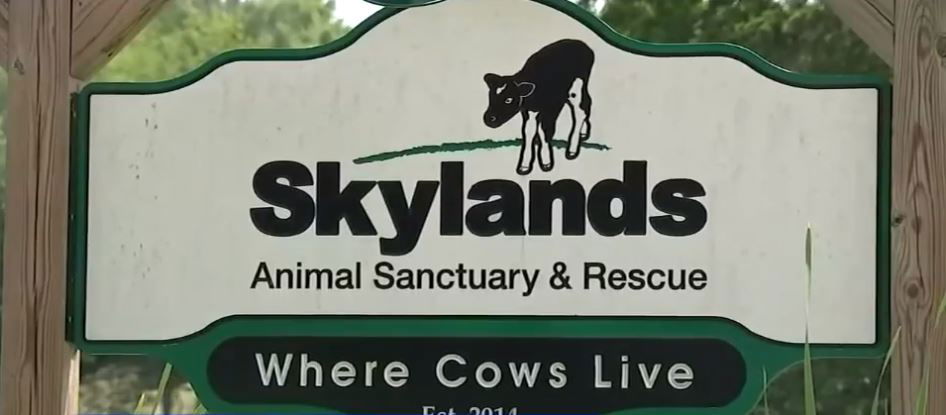 <i></i><br/>An escaped cow seen on video running through the streets of Brooklyn is getting a second chance at life following her capture. The 4-month-old calf will live at Skylands Animal Sanctuary in New Jersey after her escape from a slaughterhouse.