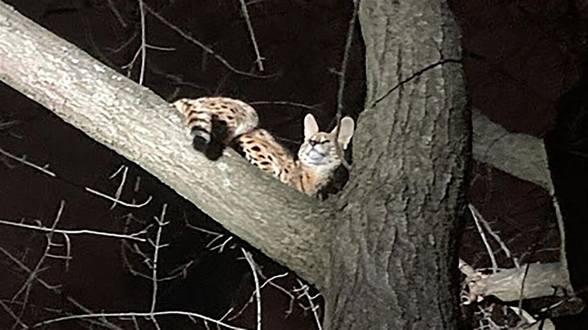 <i>Courtesy Ray Anderson/Cincinnati Animal CARE</i><br/>A serval named Amiry was rescued from a tree in Cincinnati and tested positive for cocaine.