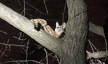 A serval named Amiry was rescued from a tree in Cincinnati and tested positive for cocaine.