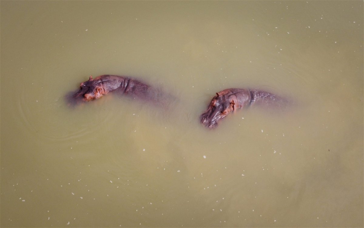 <i>Juancho Torres/Anadolu Agency/Getty Images</i><br/>The hippos will be transported to sanctuaries in Mexico and India.
