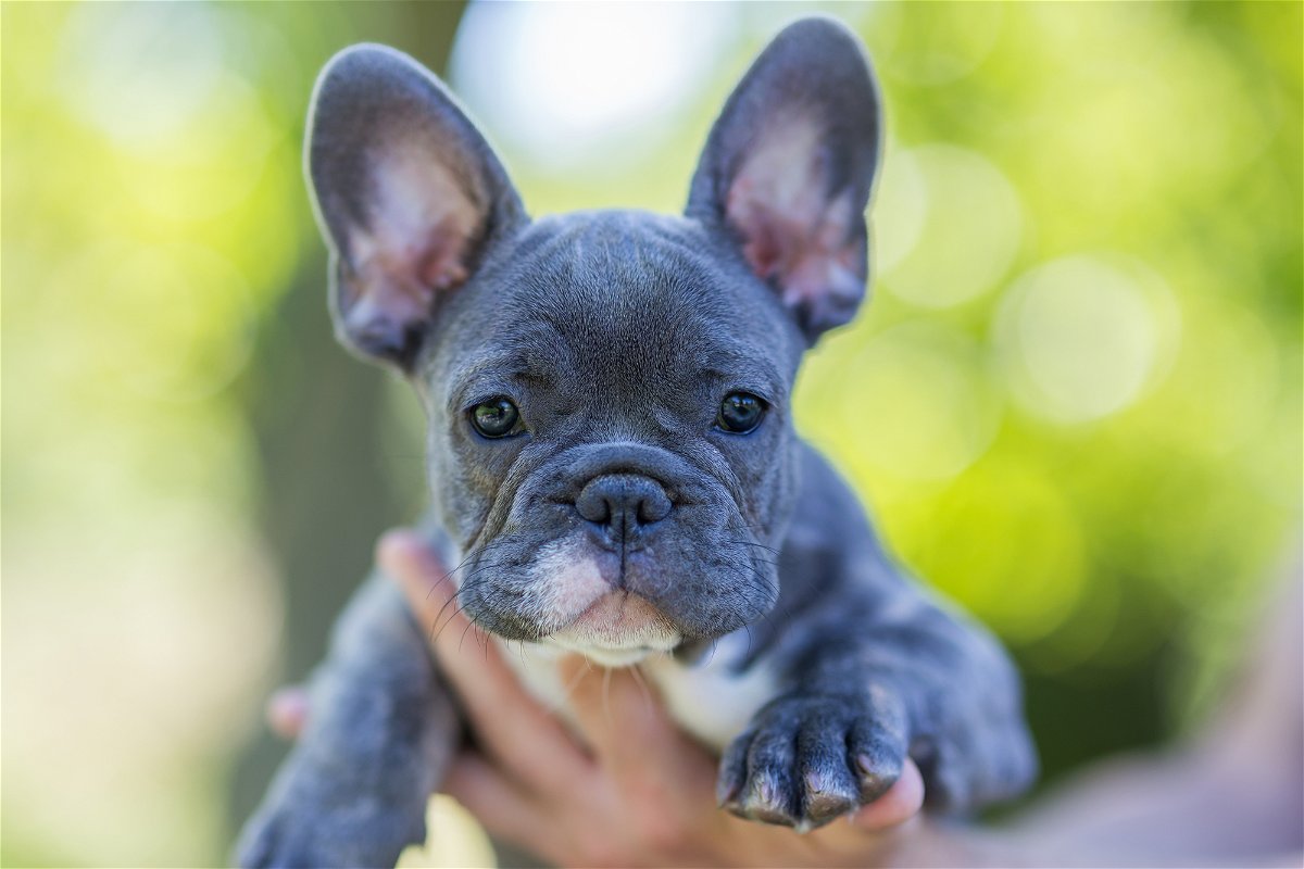 <i>Angyalosi Beata/Adobe Stock</i><br/>French Bulldogs are now the most popular dog breed in the US