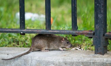 A rat is spotted outside New York City Housing Authority housing at the Farragut Houses in Brooklyn