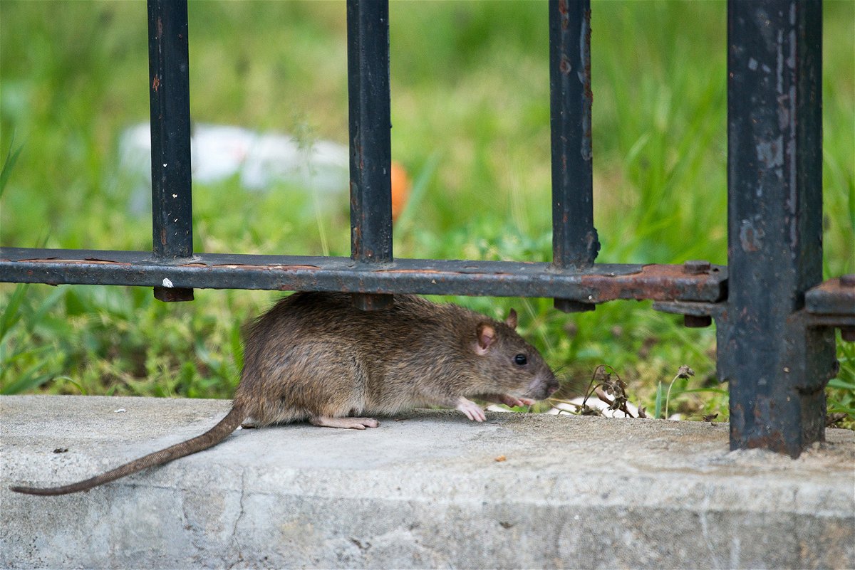 <i>Theodore Parisienne/New York Daily News/Tribune News Service/Getty Images/File</i><br/>A rat is spotted outside New York City Housing Authority housing at the Farragut Houses in Brooklyn