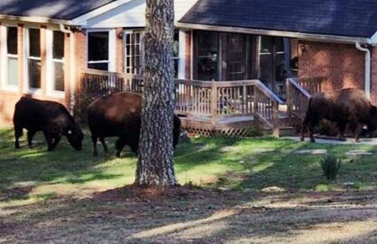 <i>Fayette County Sheriff's Office</i><br/>Rapper Rick Ross has thanked his neighbors for helping return his buffaloes to his Georgia property after they wandered off.