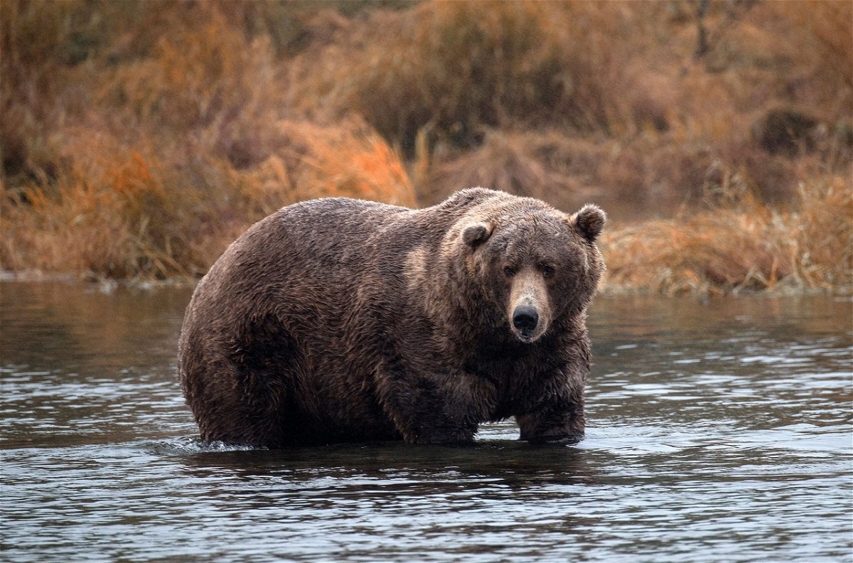 <i>Ronald C. Modra/Getty Images</i><br/>Brown bears fish for salmon at Katmai National Park in Alaska