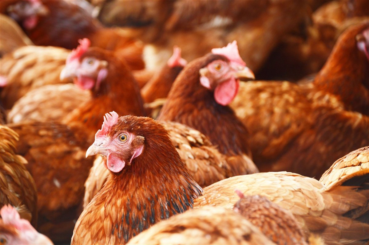 <i>Shutterstock</i><br/>The Biden administration is monitoring what experts say is the deadliest outbreak of bird flu that the US has ever seen