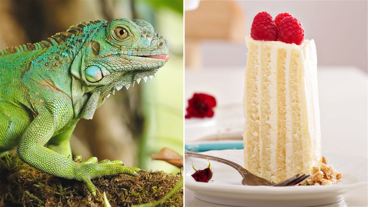 <i>Kamil Srubar/Elena Veselova/Adobe Stock</i><br/>Experts say most iguanas aren't especially big fans of cake.