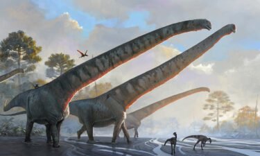 Mamenchisaurus sinocanadorum had the longest neck of any known dinosaur