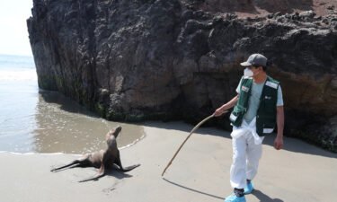 Personnel from the National Forest and Wild Fauna Service (SERFOR) check on a sea lion amidst rising cases of bird flu infections on Chepeconde Beach in Lima