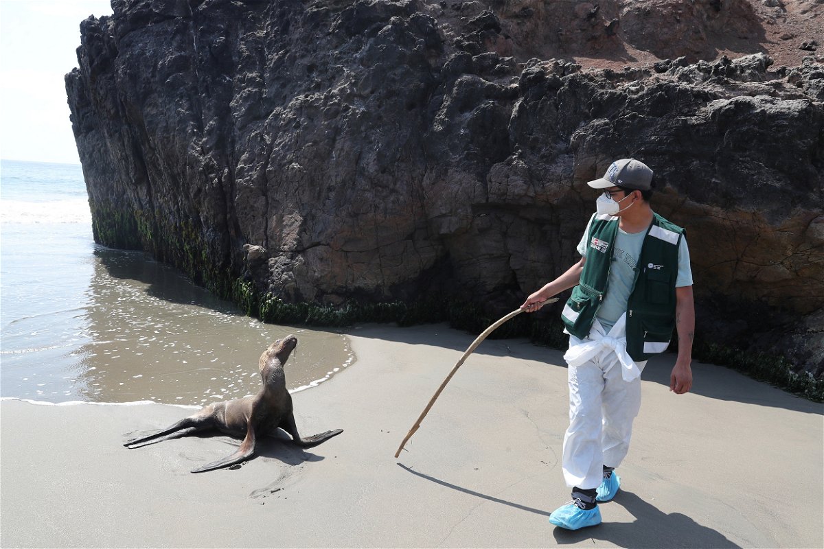 <i>Sebastian Castaneda/Reuters</i><br/>Personnel from the National Forest and Wild Fauna Service (SERFOR) check on a sea lion amidst rising cases of bird flu infections on Chepeconde Beach in Lima