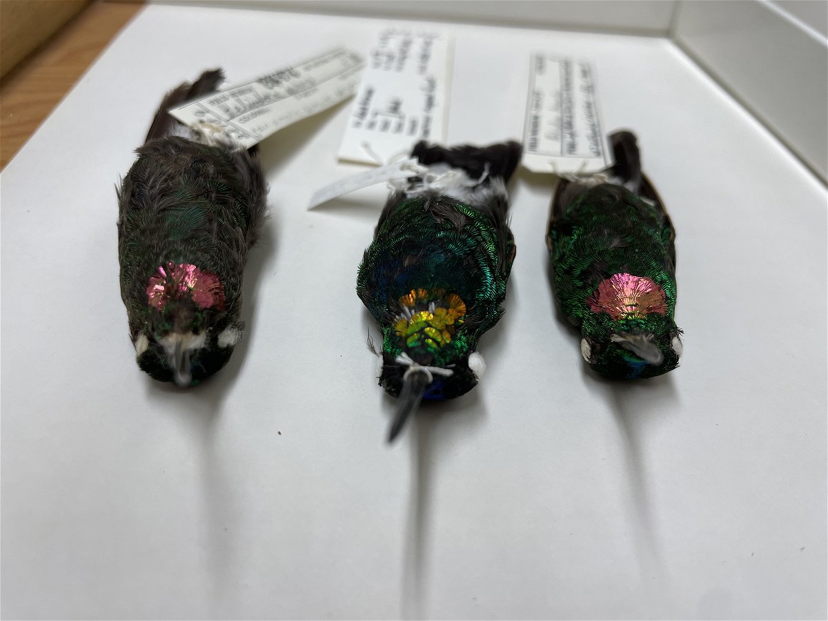 <i>Kate Golembiewski/Field Museum</i><br/>The hybrid bird's gold feathers come from genetic material supplied by its two parent species H. gularis (left) and H. branickii (right).