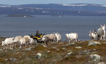 Sámi reindeer herder Nils Mathis Sara follows a herd of reindeer on the Finnmark Plateau