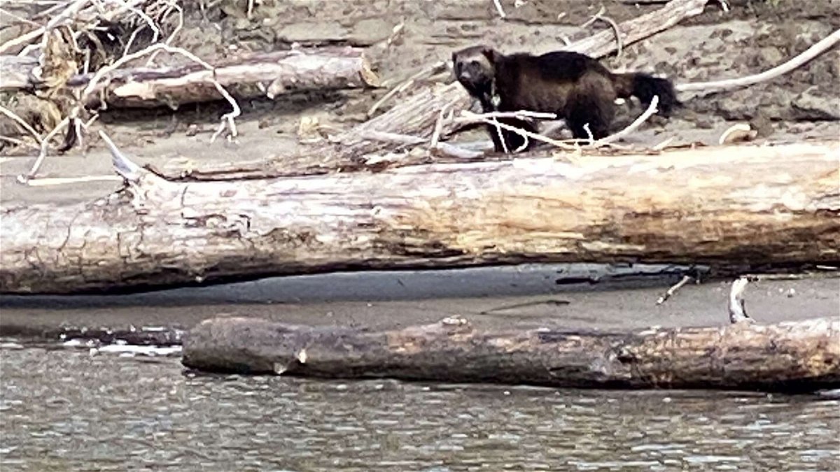 <i>Cascadia Wild</i><br/>A wolverine was spotted Monday by people fishing on the Columbia River near Portland.