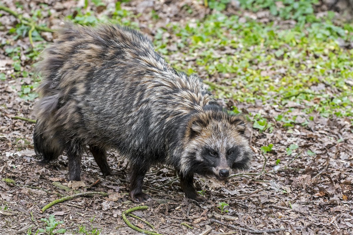 <i>ARTERRA/Universal Images Group/Getty Images/FILE</i><br/>Raccoon dogs
