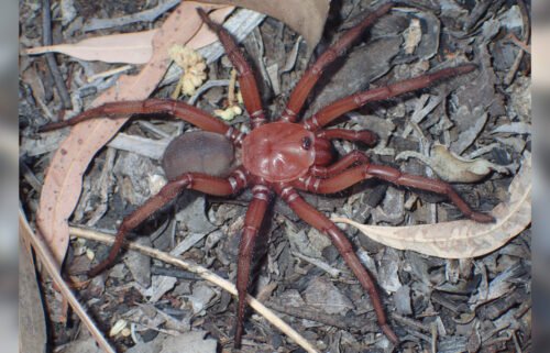 The Euoplos dignitas specimen sits in its habitat in Queensland