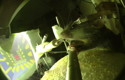 Scientists at Rockefeller University used a virtual reality maze to investigate how mice convert information to long-term memories.