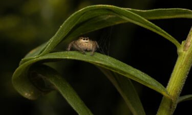 Danae Wolfe fell in love with jumping spiders through photography.