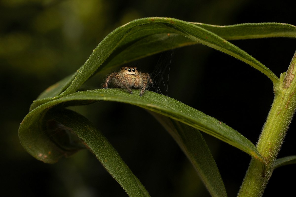 <i>Danae Wolfe</i><br/>Danae Wolfe fell in love with jumping spiders through photography.