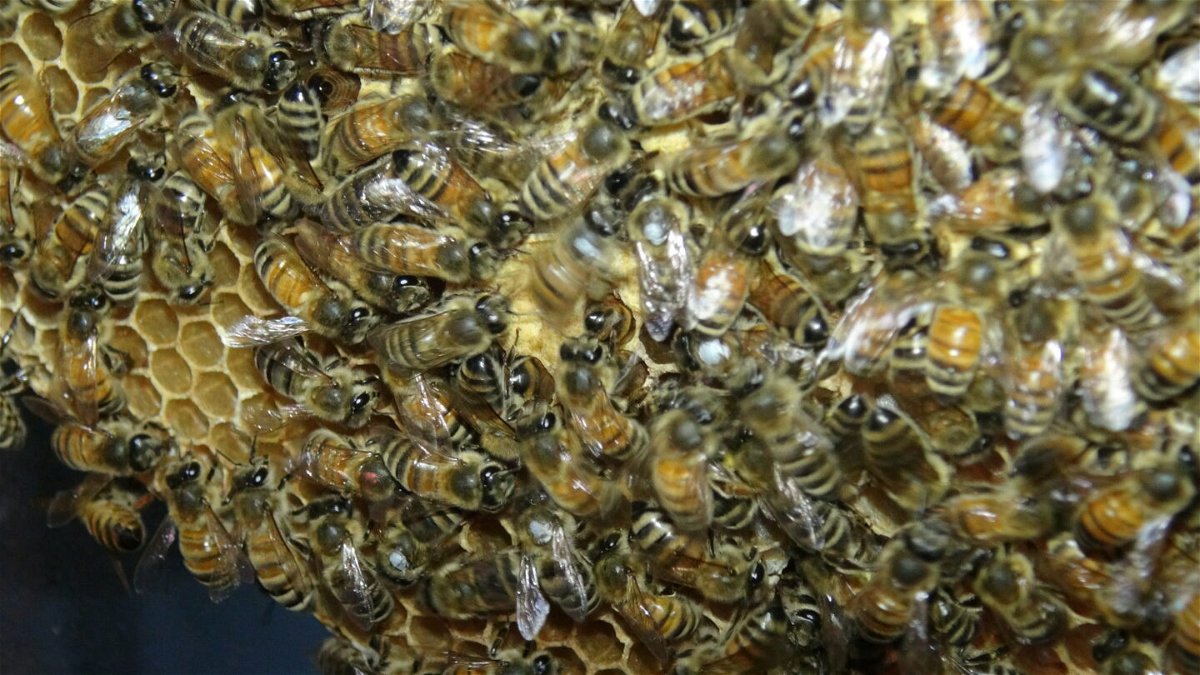 <i>Courtesy Shihao Dong</i><br/>A honeybee (center) performs a waggle dance