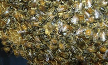 A honeybee (center) performs a waggle dance