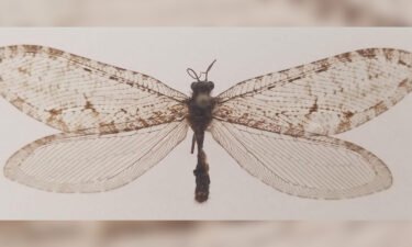 The giant lacewing