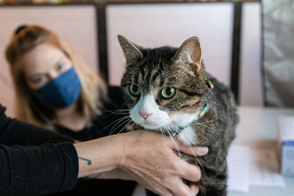 <i>Courtesy Animal Rescue League of Iowa</i><br/>A cat is seen here participating in one of Animal Rescue League of Iowa's low-cost pet vaccine clinics that are held throughout the year.
