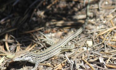 The Colorado checkered whiptail lizard only lives in southeastern Colorado.