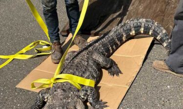 An alligator is not a normal sight in Northern California