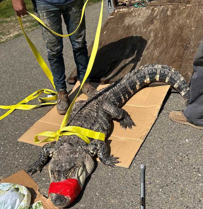 <i>KCRA</i><br/>An alligator is not a normal sight in Northern California