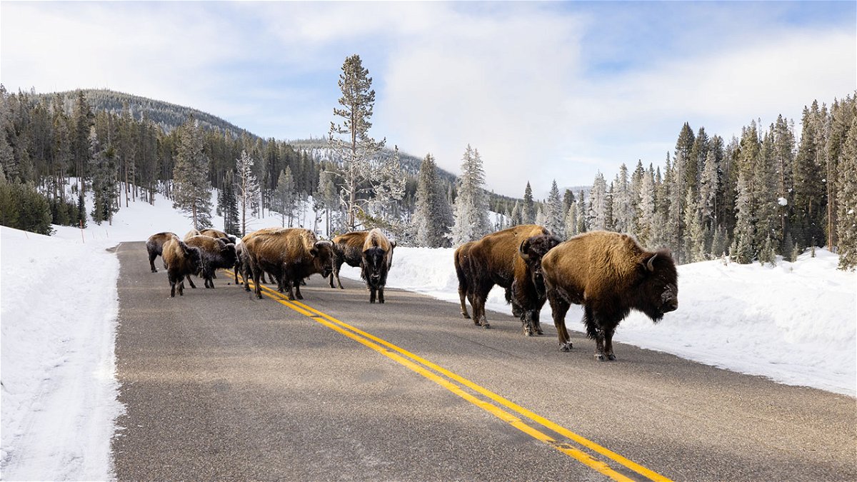 Bison walking on road in spring