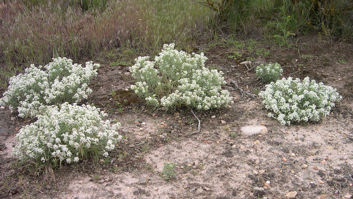 Picture of slickspot peppergrass (Lepidium papilliferum).