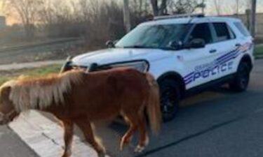 Detroit police say they came to the rescue of a lost horse this Tuesday morning in the area of Joy and Roselawn.