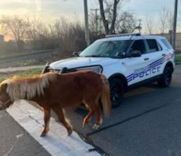 <i>Detroit Police Department</i><br/>Detroit police say they came to the rescue of a lost horse this Tuesday morning in the area of Joy and Roselawn.